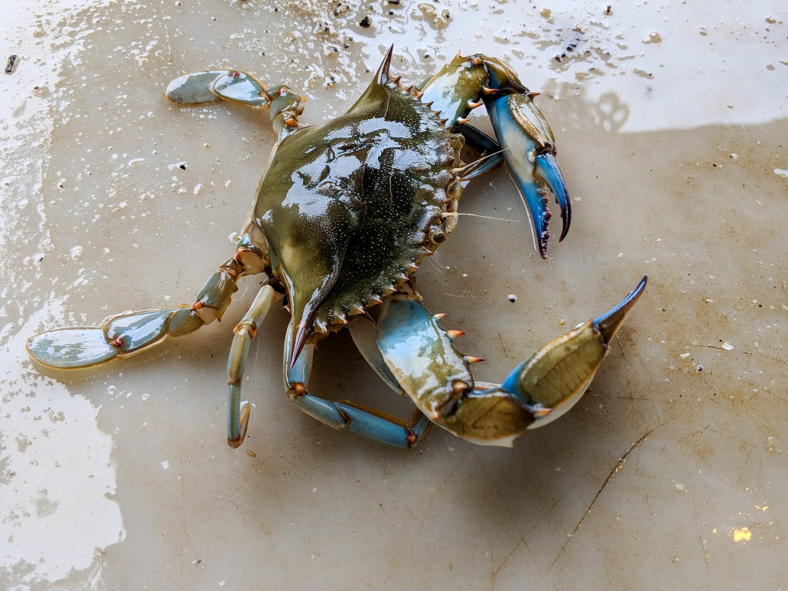 BLUE CRAB AT PORTO